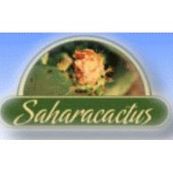 SaharaCactus
